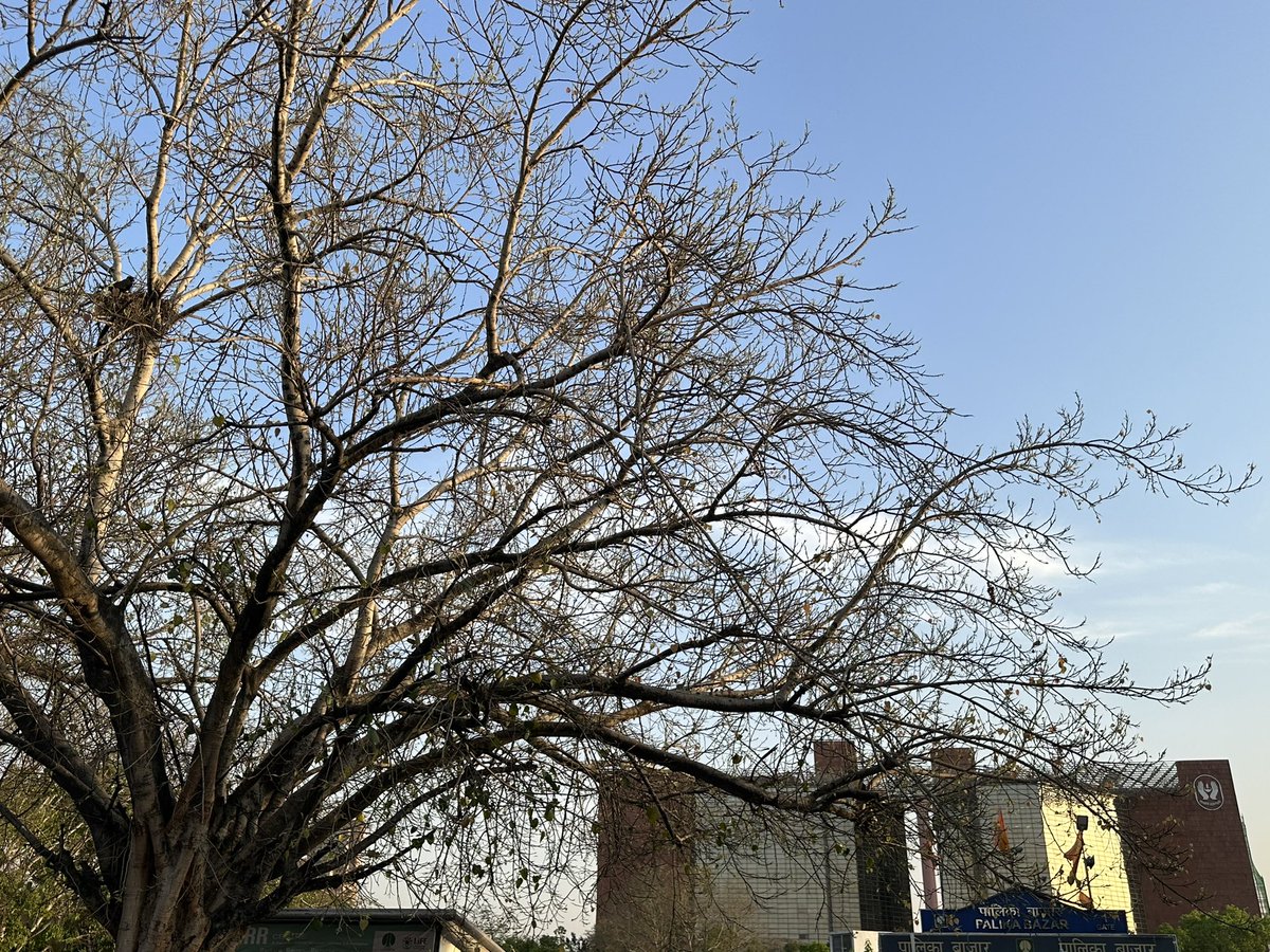 This is a tree. This tree has a nest. This nest has a bird. It is the very heart of our smoggy megapolis—a small plaza in Delhi’s commercial Connaught Place, right outside the Palika Bazar… my detailed under-the-tree dispatch! thedelhiwalla.com/2024/04/11/cit…