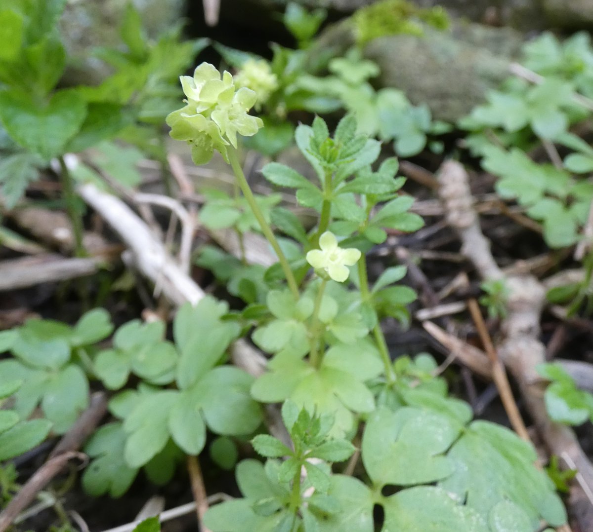 This little plant is Moschatel, an ancient woodland indicator, seen recently in Wensleydale. The small creamy flowers are arranged back-to-back facing out in all directions. This vague resemblance to a clock tower has earned it the alternative name of the Townhall Clock!