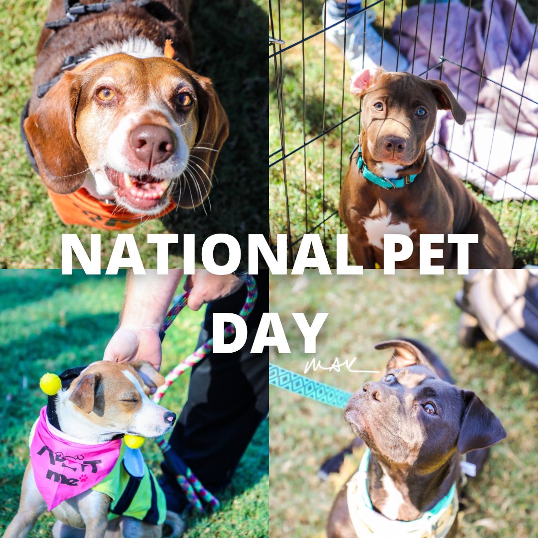 Happy National Pet Day! Today we honor the unfailing companionship and comfort that pets give each day. We’re also reminded of the numerous shelter animals who would love to provide that friendship to a forever family.   Please consider adopting from a local shelter today.