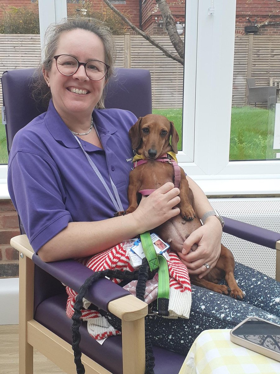 Meet our newest #therapy dog Tiny, here enjoying a well earned rest with #volunteer Janine. @nhs_scft staff and patients alike love it when they visit the @scft_ICUrehab unit.