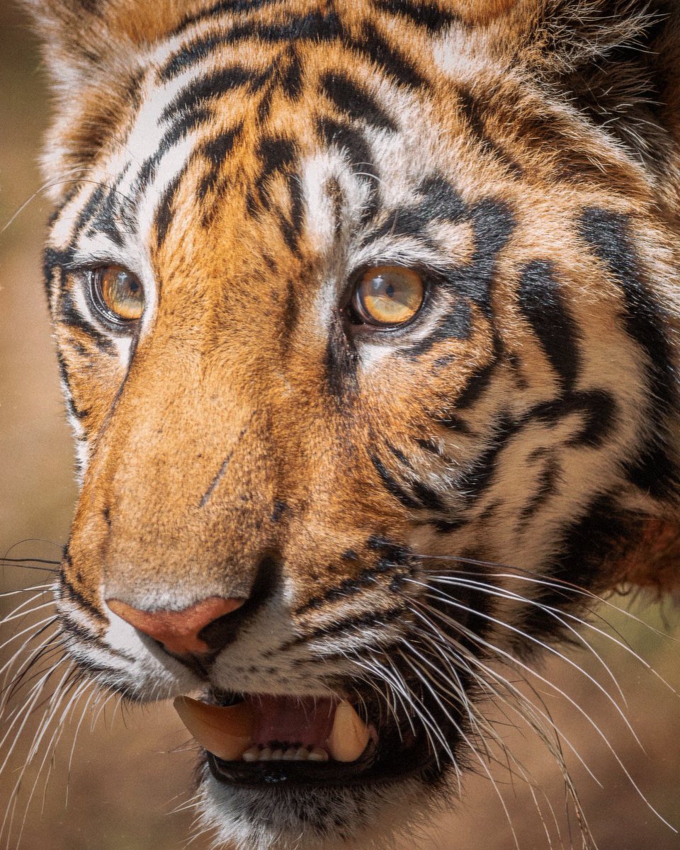 Neelam’s (T-65) subadult cub getting a bit too close for a tight portrait. 🐅 #indiwild #wildlifephotography #naturephotography @TrKanha #tiger #kanhanationalpark @OMSYSTEMcameras @incredibleindia #incredibleindia