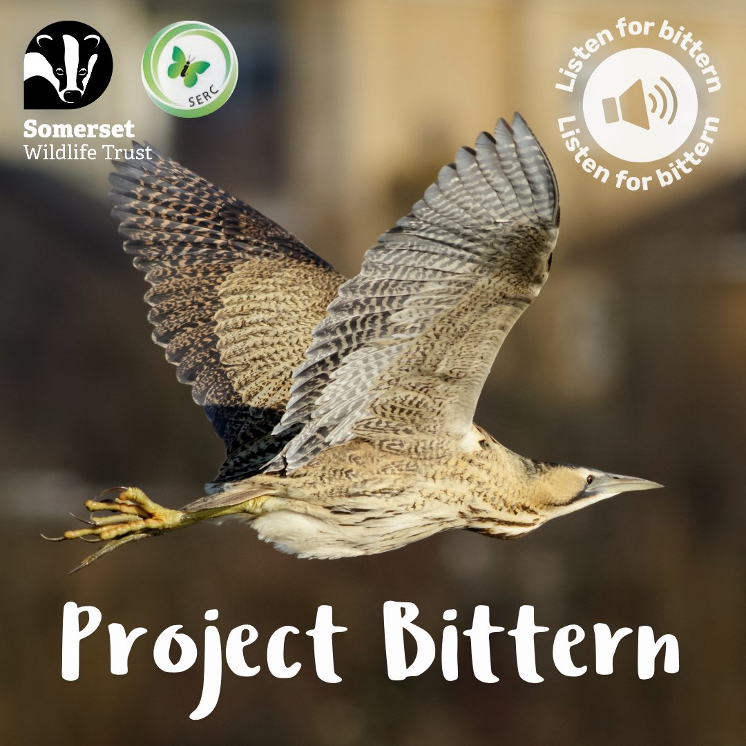 You've only got a few days left to share your bittern observations with us! ⌛ Our bittern citizen science project will be coming to a close on Sunday 14th April — so don't forget to get those observations in while you can: inaturalist.org/projects/proje… #ProjectBittern @AvalonMarshes