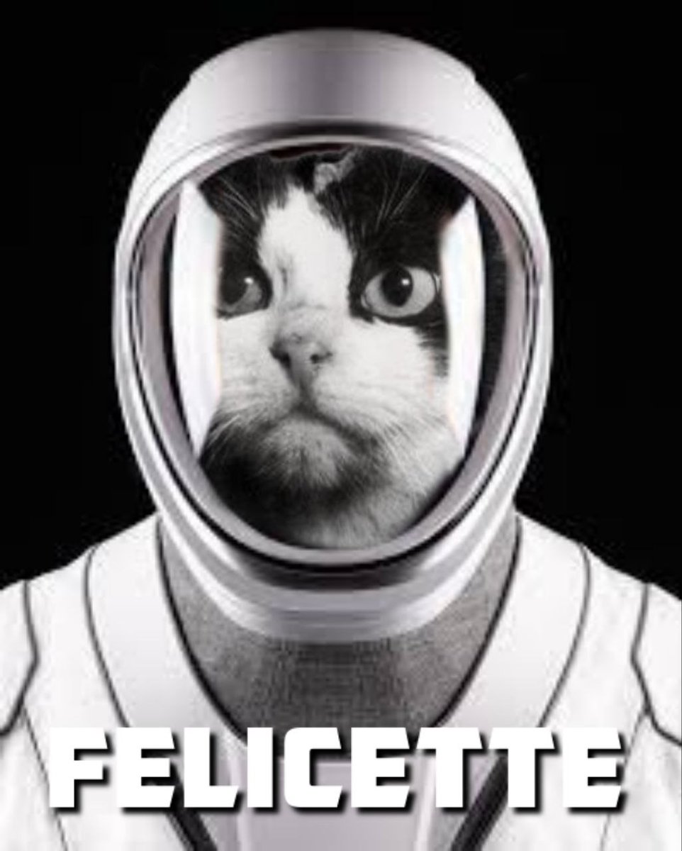 Felicettespacec's tweet photo. Incase you forgot... The name is #felicette,  the one and only space cat. $Felice https://t.co/hIXUJmQjIj