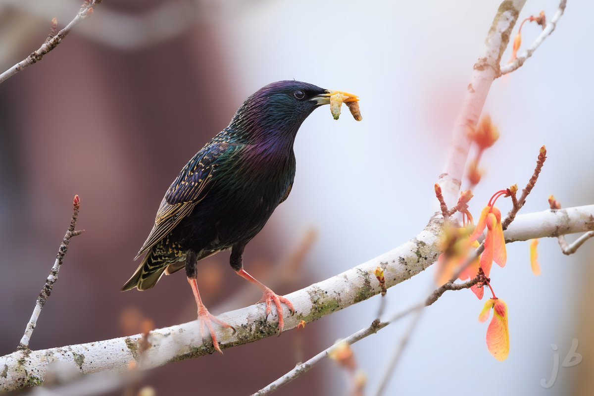 #NaturePhotography #starling #ThePhotoHour #thingsoutside #TwitterNatureCommunity #BirdsSeenIn2024 #BirdsOfTwitter