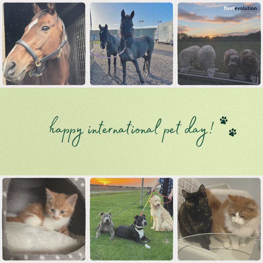 Happy International Pet Day! Have a look at some of Fleet's cutest pets 🥰😻

#InternationalPetDay #FleetEvolution 🐈‍⬛🐕🐎