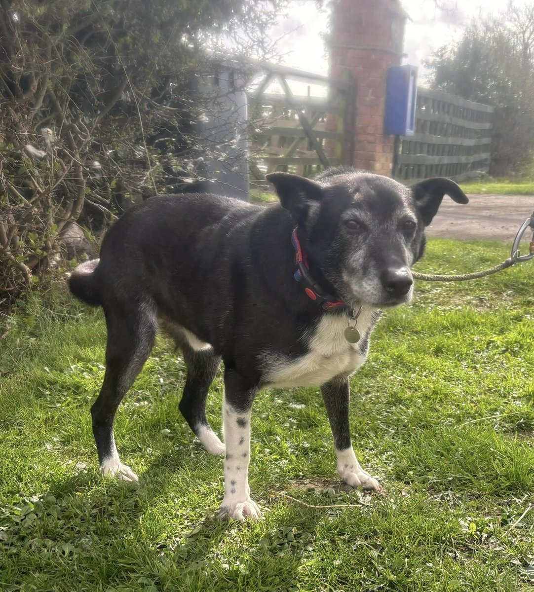 BILL is in #Immingham and available to adopt This happy boy is around 8.5 years old, so in his retirement years He is a happy loving boy who loves cuddles and is so happy to go out for a walk We have found him to be super friendly with everyone he meets both human and dog #Hull