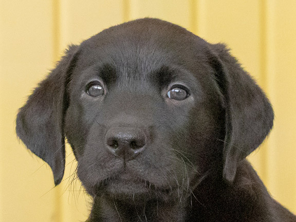 Happy #NationalPetDay! Meet Walter, Hazel and Frank 📷 Have you always wanted a pet but can't have one? Why not sponsor one of our future life changers instead? Head to our website to choose your puppy - guidedogs.org.uk/sponsor-a-pupp… 😍