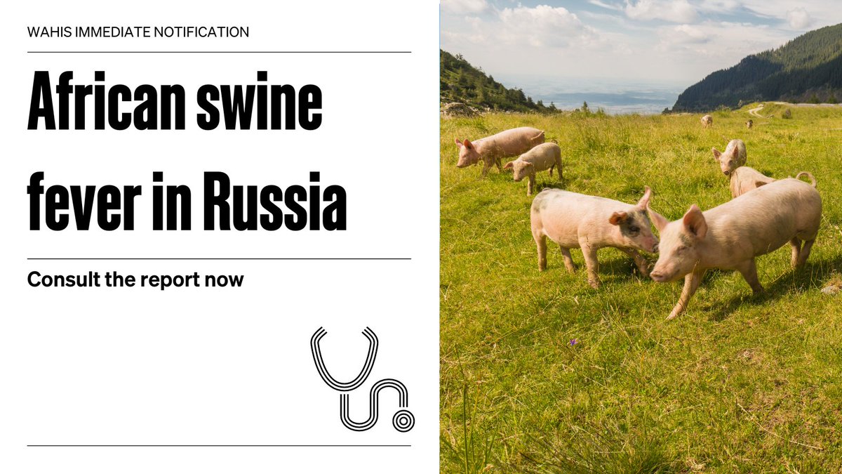 #Russia reported a case of #ASF in a zone after it last occurred in 2022, via #WAHIS. The outbreak has resulted in the death of 105 domestic swine. 112 remain susceptible to the disease. Consult the detailed report: wahis.woah.org/#/in-review/56…