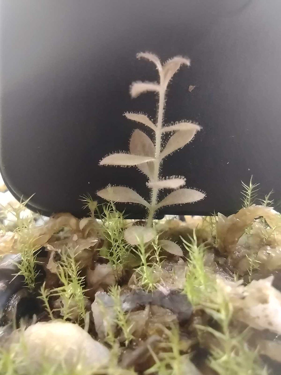 🌟Project Spotlight: Schwalbea americana🌟
Schwalbea is an endangered plant found in the coastal plain from MA to FL. The SE PCA and <a href="/AtlBotanical/">Atlanta Botanical Garden</a> are propagating Schwalbea from a population in SW Georgia at Ichauway. These seedlings will be planted to augment dwindling numbers.