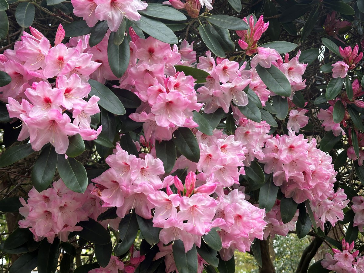 This large cloud-like Rhododendron ‘Mrs Walter Burns’ in Oakwood is a real showstopper! Located on the Seven Acres side, it’s impressive from afar but even better up close with its bumper display of vivid pink flowers. Plan your spring visit: rhs.org.uk/wisley