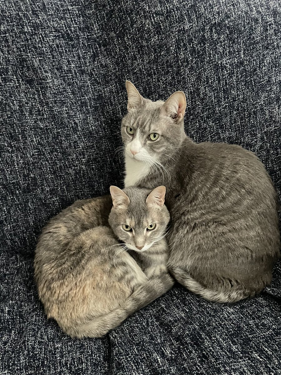 phillycb's tweet photo. @AlexHolleyFOX29  @SueSerioFox29 @thomasdrayton @FOX29philly 

My fur babies Oscar and Storm! #fox29goodday https://t.co/yzaVSYMllM