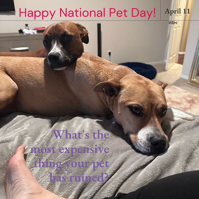 Good morning it&rsquo;s #NationalPetDay Love the fur babies but just for fun&hellip;Go! https://t.co/WuB7IGMHQf<a href="/tag/nationalpetday"class="tags">#NationalPetDay</a>