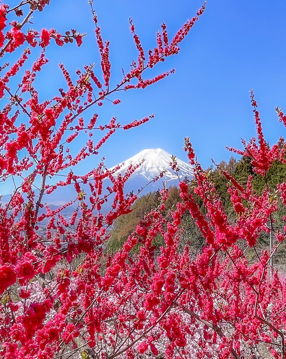 花桃の花