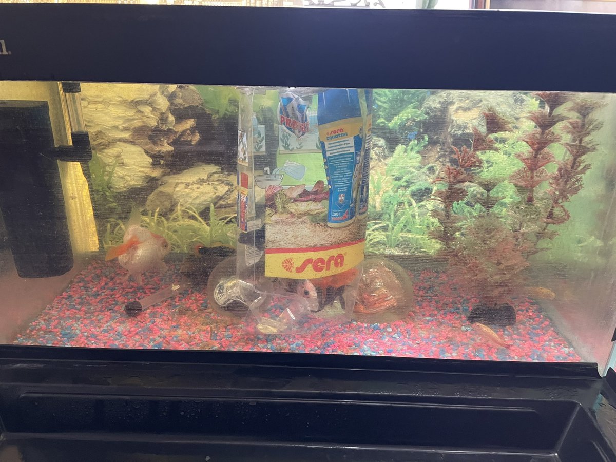 “ed” #thesouthafricanabroad 
Fish tanks filters cleaned 
Air stones added
Breeding box added
Breeding Zebra Dinio’s l

Went to pick up my tanks - No tank arrived 😡
Already paid for Fantail, Bronze and Black Moor fish

I’ve added them to existing tank for now
 
#KeepingFish