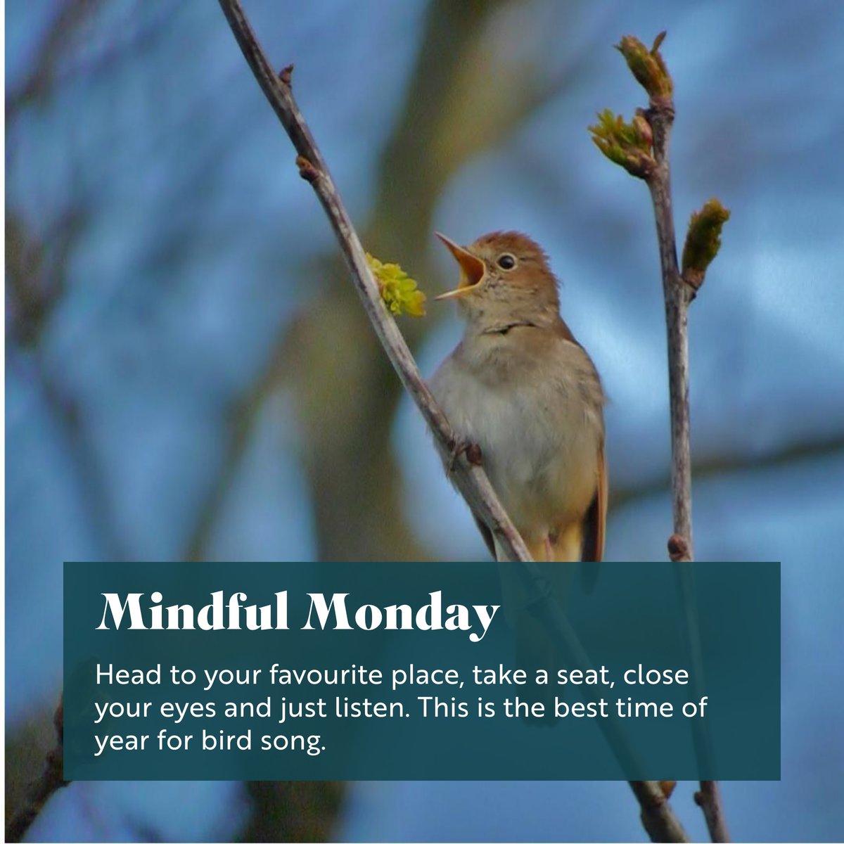 There is so much song on the nature reserve at the moment 🎵. Occasionally, I try to ignore the urge to identify all of the different voices and instead just sit and enjoy the sound.