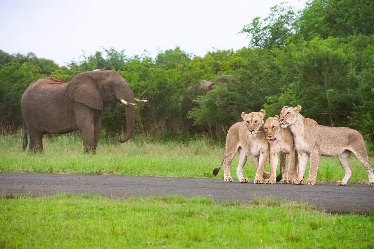 A unique encounter with lions and elephants on the airstrip Phinda Private Game Reserve. Nature rolling out the red carpet (tarmac)!

📷: Damen Pheiffer

#seewhatliesbeyond #andbeyondtravel #andbeyondsightings #WILDwatch #travelinspiration #traveldeeper #andbeyondphinda
