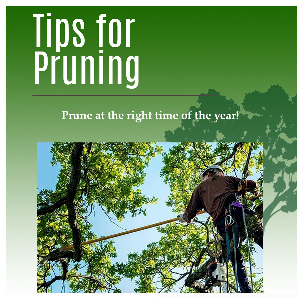 McAbeeTreeCare's tweet photo. Your Family owned, go-to tree company! Need Tree Services? McAbee Tree Care offers professional services such as tree removal, tree trimming, vista pruning, forestry mulching, grading and hauling. https://t.co/y2nLvwrmN0 #treeremoval #treetrimming #vistapruning https://t.co/kCJK6hmPm6