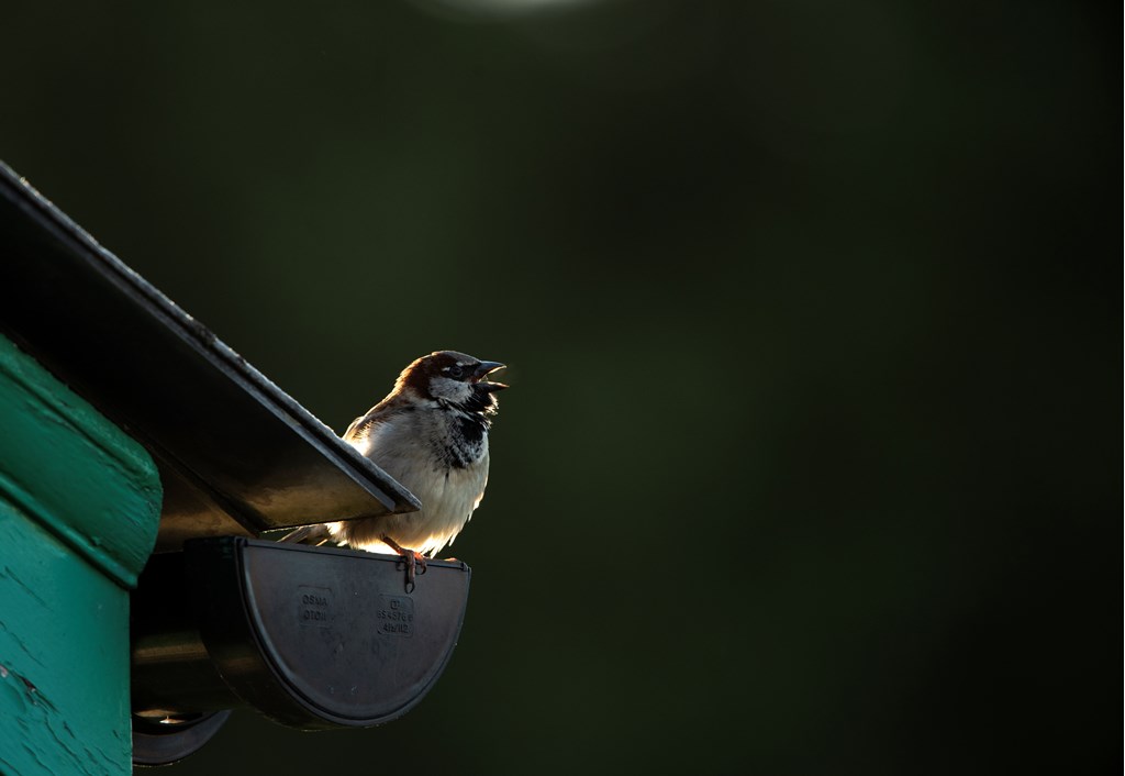 It's Big Garden Birdwatch results day eve! Who do you think will have got the top spot? Last year was the House Sparrow with the Blue Tit in second. Keep an eye on the RSPB Social Media and the website to find out! Ben Andrew (rspb-images.com)