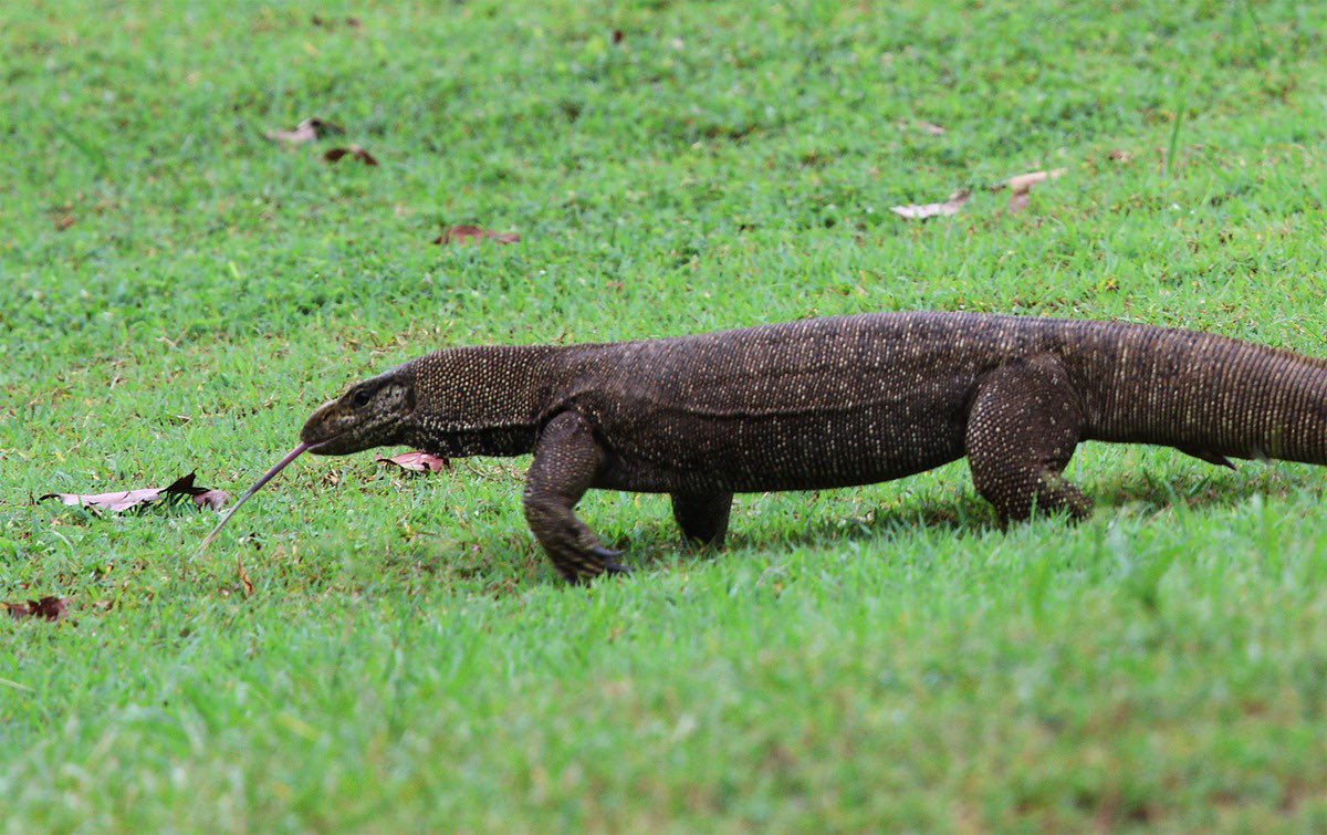 Gojira! (No not really, this is a Malayan water monitor I snapped this afternoon)