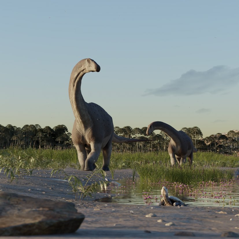 UNA NUEVA ESPECIE DE TITANOSAURIO DESCUBIERTA EN CHUBUT🦕 📌Investigadores del #CONICET del @unlp, @iipgconicetunrn y el @mefpatagonia dieron a conocer los restos fósiles de una nueva especie de dinosaurio herbívoro: Titanomachya gimenezi. 📌Reconstruccion @GabrielY2655 🧵