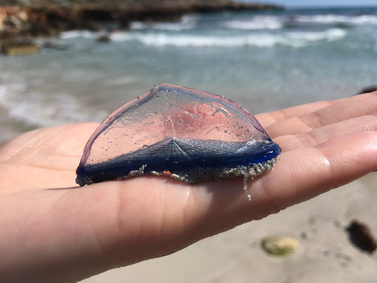 Davant la preocupació expressada per diversos ciutadans alertant que hi havia meduses perilloses a la Platja de S’Abanell, Protecció Civil ha comprovat in situ que són de l’espècie ‘Velella velella’, poc urticant, i no pas ‘Caravel·la Portuguesa’, que sí que és molt perillosa