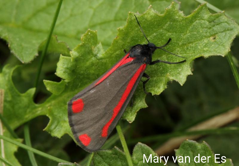 #Dag3 van #Meimotten #Sint_jacobsvlinder #Tyria_jacobaeae #Cinnabar. Vliegtijd en gedrag: Begin april/half augustus in 1 generatie. Rups en vlinder kunnen tegelijk gezien worden. Habitat: Duinen/ heiden; ook andere open plaatsen, zoals bosranden/moerassig gebied/tuinen.