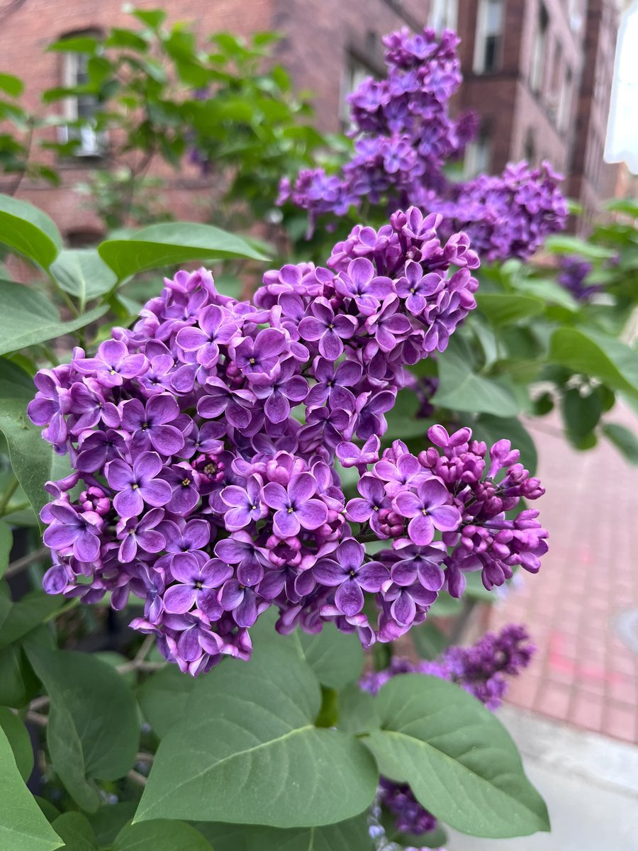 When I stop and smell the roses, I’m often disappointed. But never when I stop and smell the lilacs.