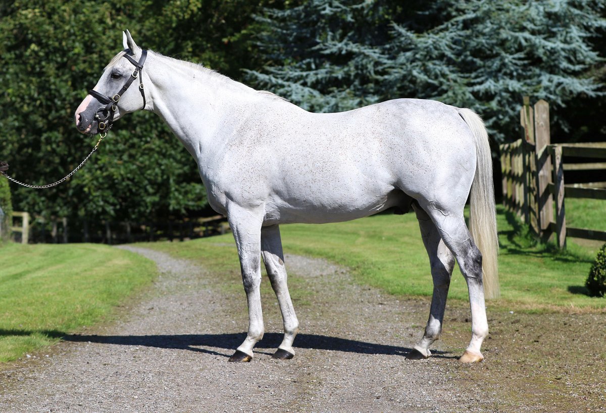 💥 More Group 1 glory for @BurgageStud's JUKEBOX JURY (pic) 💥 🥇 IL ETAIT TEMPS wins the Gr.1 Manifesto Novices' Chase at @AintreeRaces for owners @HWSyndicateZA & Barnane Stud. The 6YO gelding was bred by E Clayeux & S C Ecurie Couderc. 📰 Pedigree review in tonight's EBN