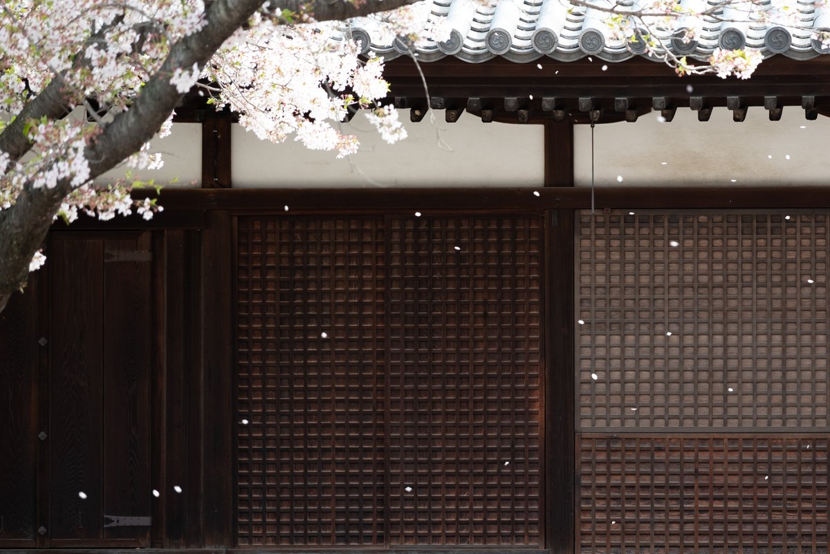 尾道・西郷寺の桜風景です
散り際の桜たちが見せる表情は素晴らしいですね

#onomichi #尾道