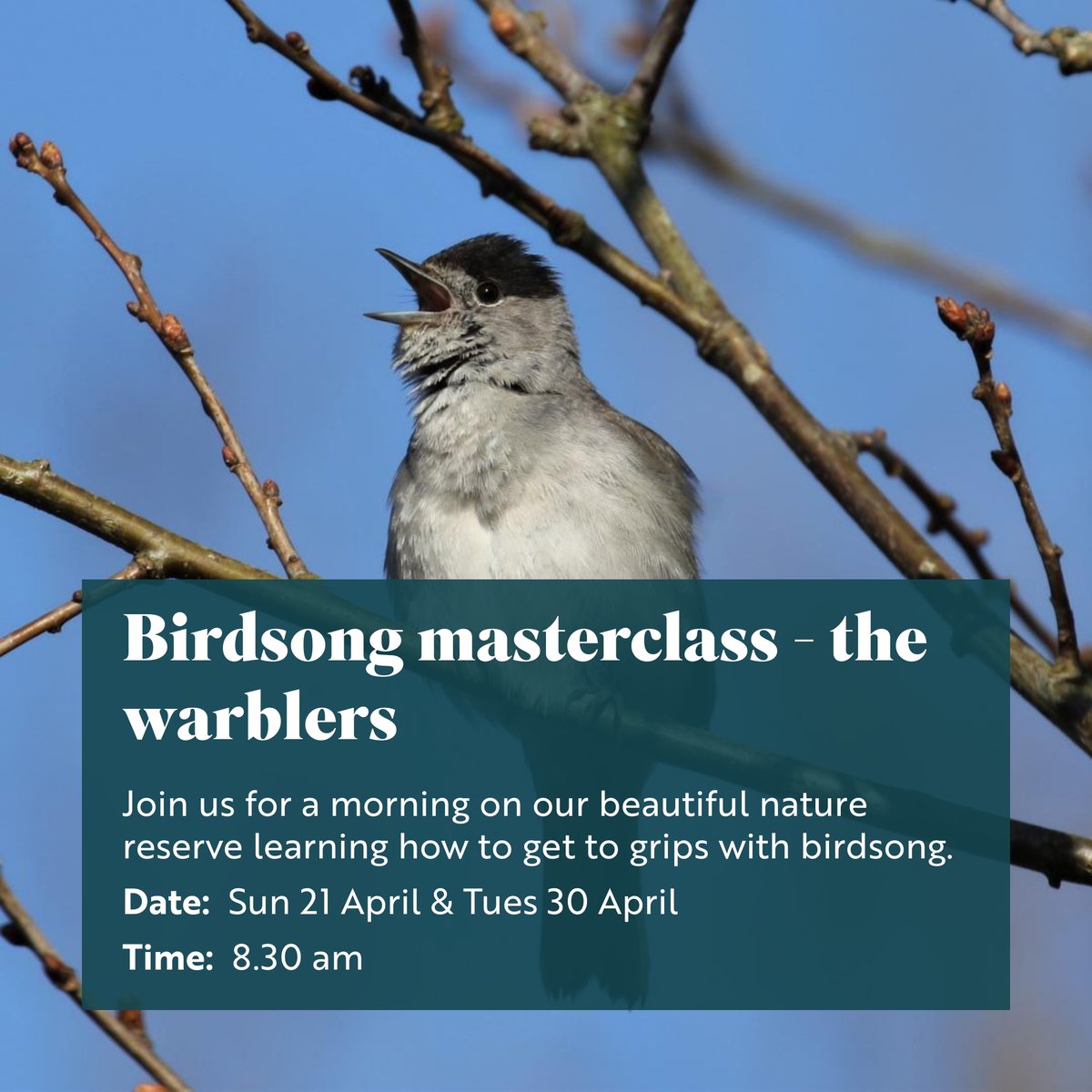 We've had an influx of spring migrants and now you can hear Blackcap, Common Whitethroat, Willow Warbler and Sedge Warbler amongst the choir. If you want to learn how to distinguish the different voices, take a look at our upcoming workshops: events.rspb.org.uk/pulboroughbroo…