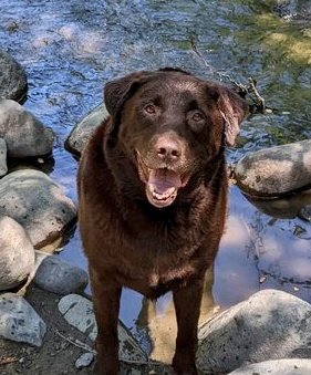 #NationalPetDay This is my Happy dog Rasta. After each meal Rasta rolls around on his back to celebrate. His favorite thing in the world is swimming in our creek.