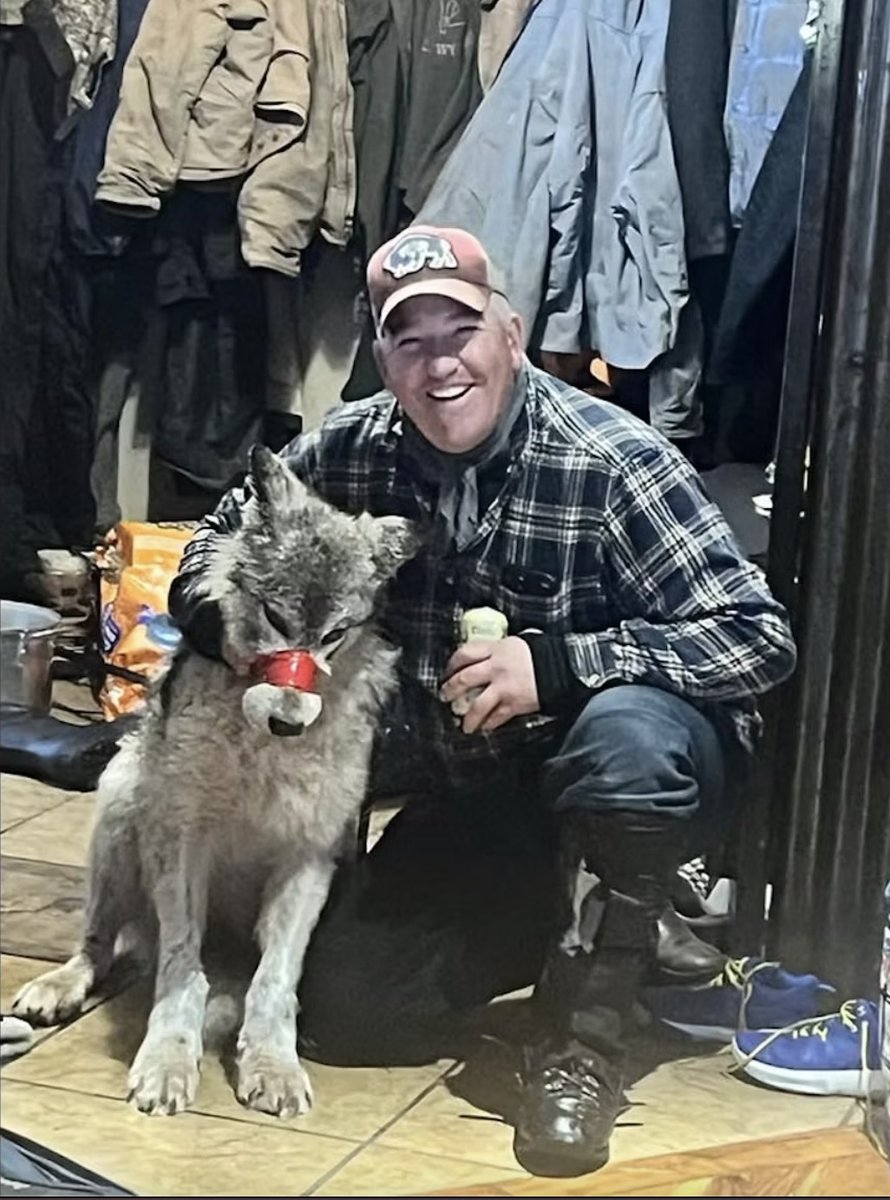 This 'hunter' hit a wolf on his snowmobile mortally injuring it. Instead of doing the merciful thing & easing it's passing he taped its mouth & dragged the dying animal around a bar, took pictures before taking it outside & shooting it. The fact nobody objected is worse