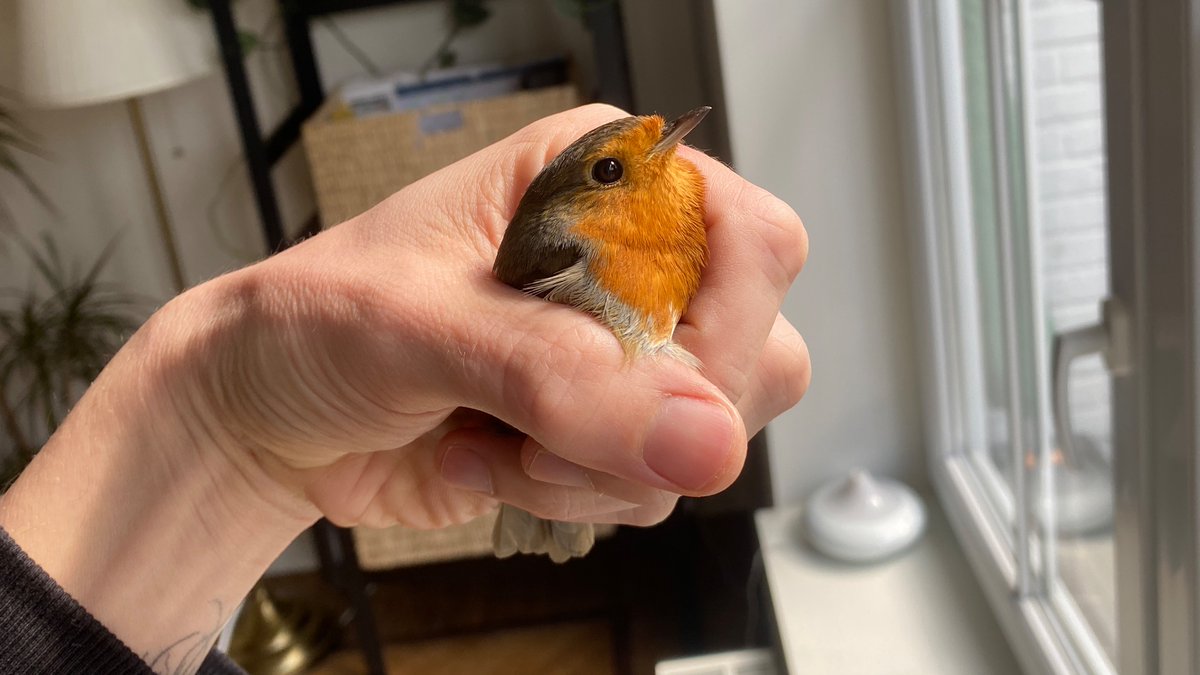 Gisteren een bezoekertje gehad. Super cute, maar wel effe bezig geweest om het te vangen. 😁