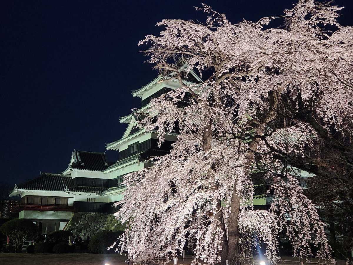 国宝松本城夜桜会
桜が見頃ですごく良かったです