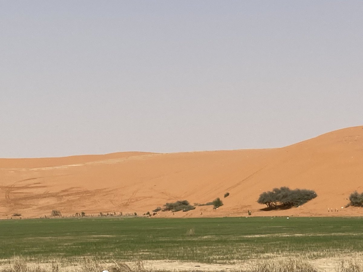 Discovering #KSA. Green grass and red sand dunes - amazing! #desert