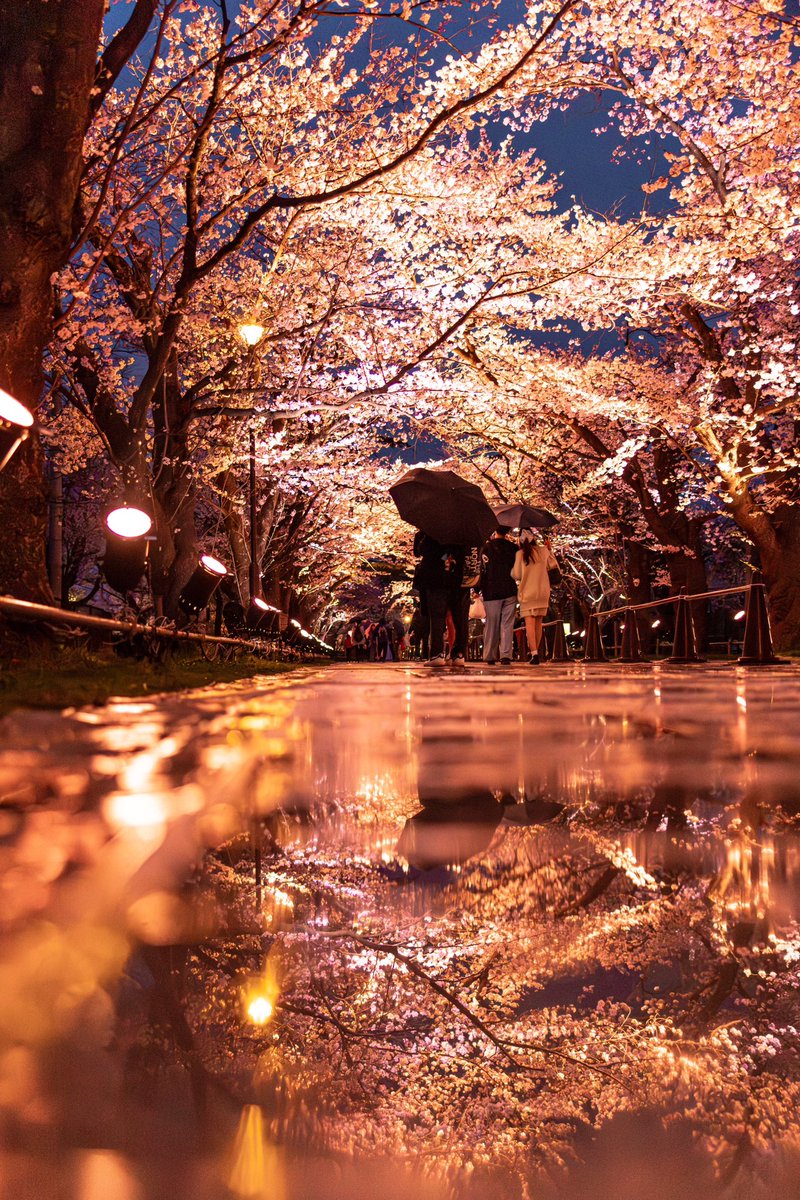 今年の桜写真。
よかったね。

#高田城址公園