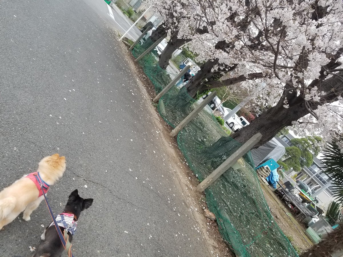 ゆっきー&くっぱとほんのちょっと桜🌸 課題をぽんっといきなり与えられて、短時間で消化して、自分らしく表現する。 舞台が多かった私にとってはとても難しい作業。でも楽しいし、悔しかったー今日！