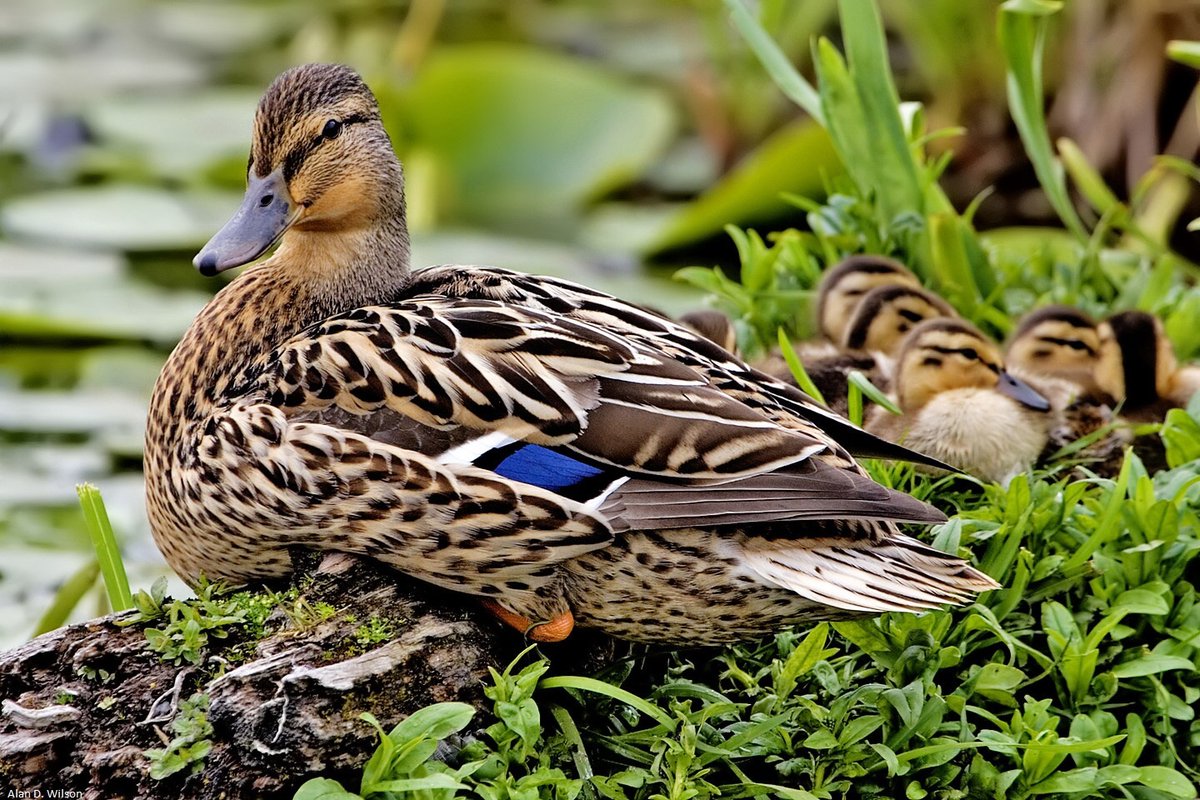 Did you know more than half of North American migratory waterfowl like mallards depend on wetlands? Alarmingly, since 2009, the rate of wetland loss has increased by 50%. 🦆🌊 Learn more about the new wetlands report 📲: ow.ly/22qV50Rbxbr 📷: Alan D. Wilson | Mallard