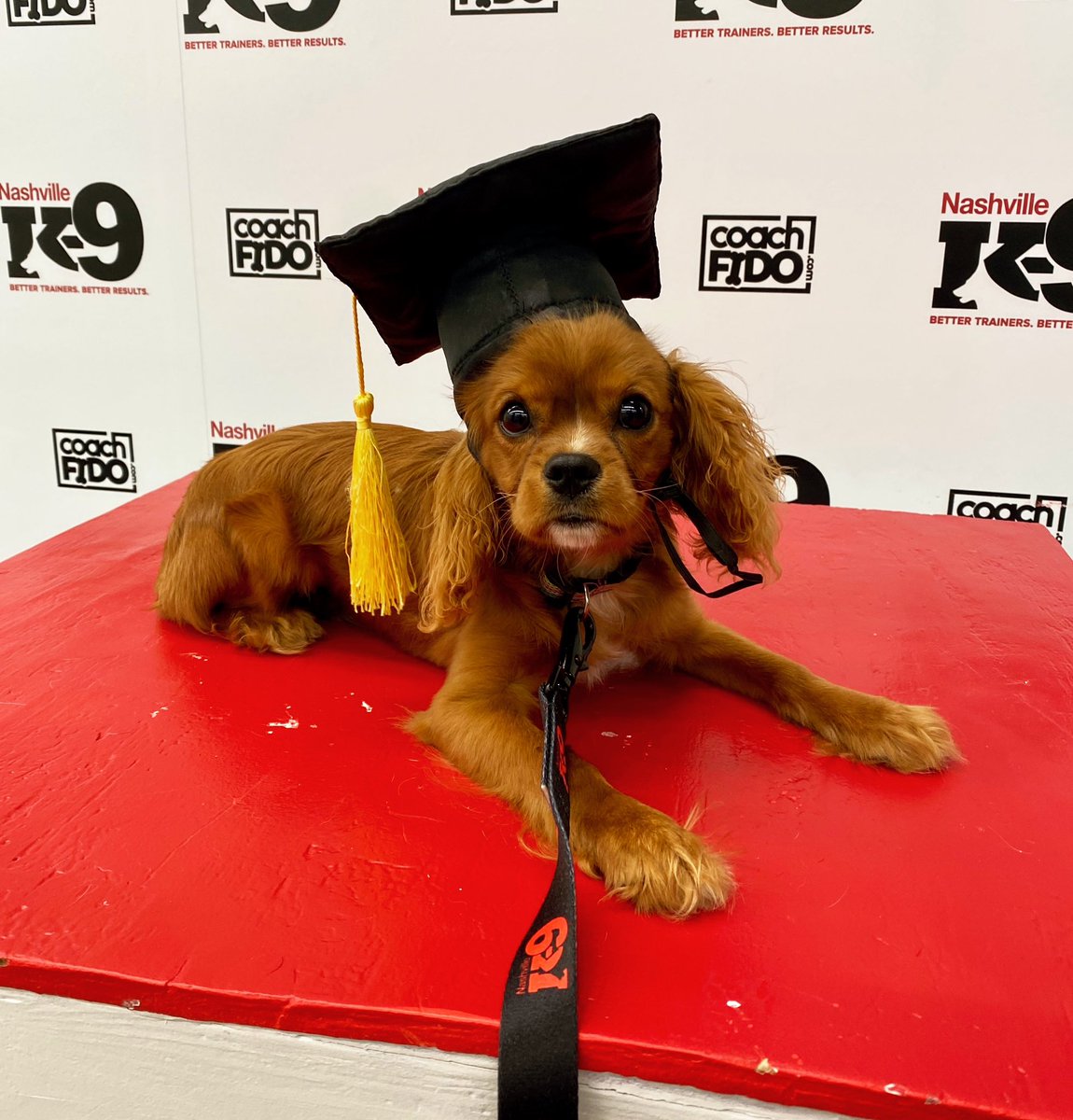 Congratulations, Cooper! You graduated!! #cavalier #puppy #dogtraining #nashville #nashvilledogtraining #franklin #brentwood #obedience #nashvilledogtrainer #positivereinforcement #clickertraining #agility #behavior #bettertrainers #betterresults #NashvilleK9