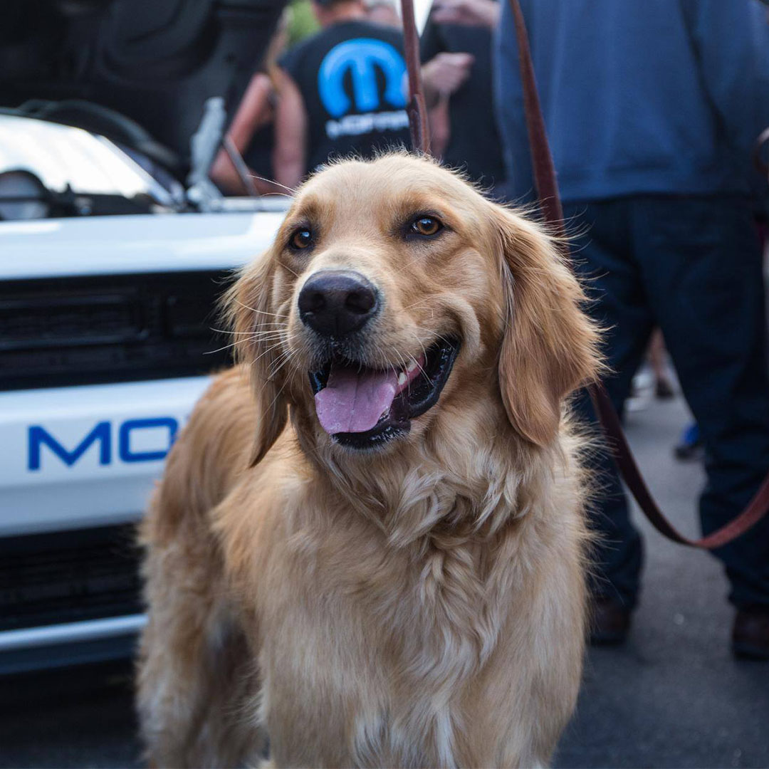 All Mopar® pets are welcome. Let’s see ‘em. 👇 #NationalPetDay