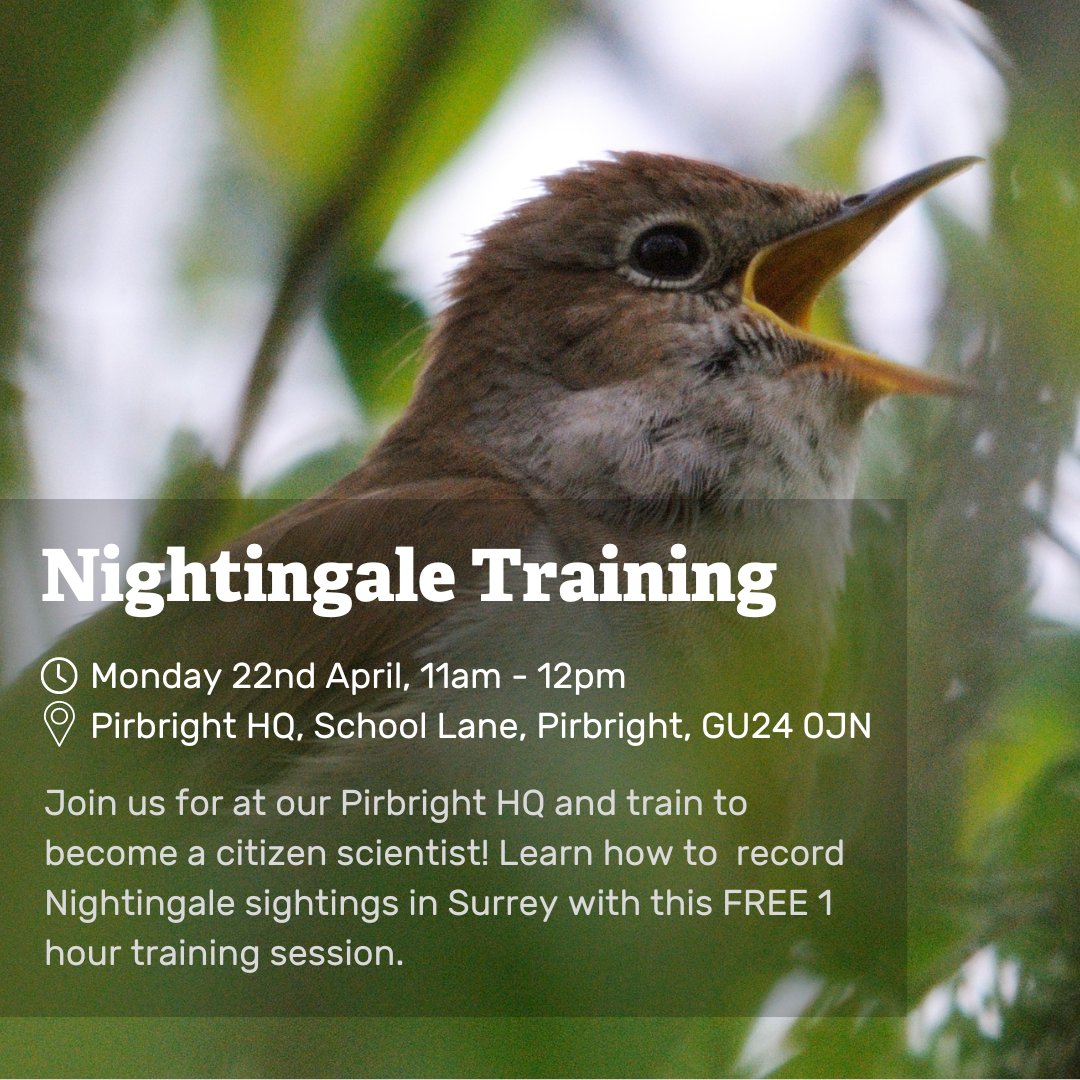 Are you a Nightingale enthusiast? Ready to dip your toe into the world of citizen science? Come along to this FREE 1 hour training session and learn how to record Nightingale sightings across Surrey! Book a spot ➡️ bit.ly/43Wr4G2