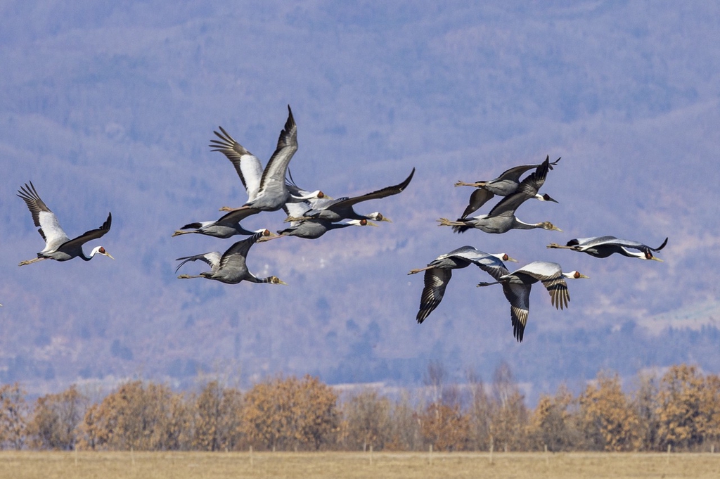 Over a thousand white-naped cranes, a national first-class protected species, grace a wetland in Hunchun, Jilin.
This climate-friendly habitat supports the growth and migration of thousands of birds annually.
#GreenChina #WildChina #BirdWatching #MigratoryBirds #NewEraChina
