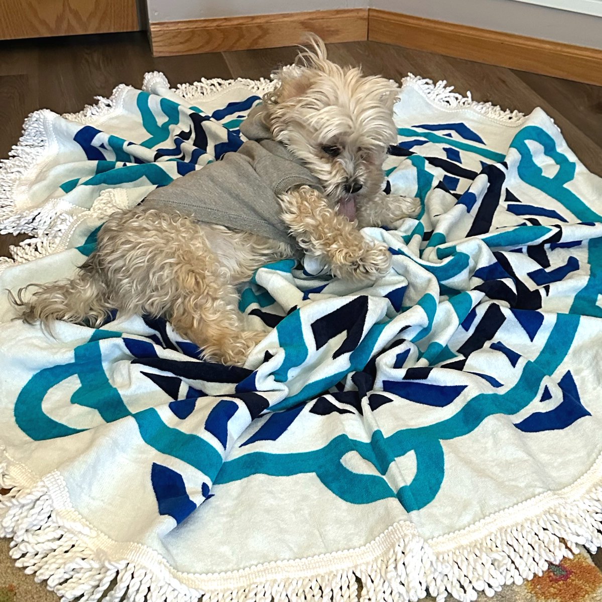 HAPPY #NATIONALPETDAY! 🐾 Want YOUR pet to look this adorable and relaxed? For a limited time, get an IDT mandala towel free with orders over $2500. Restrictions apply. Learn more here: idtb.io/kuu4hl