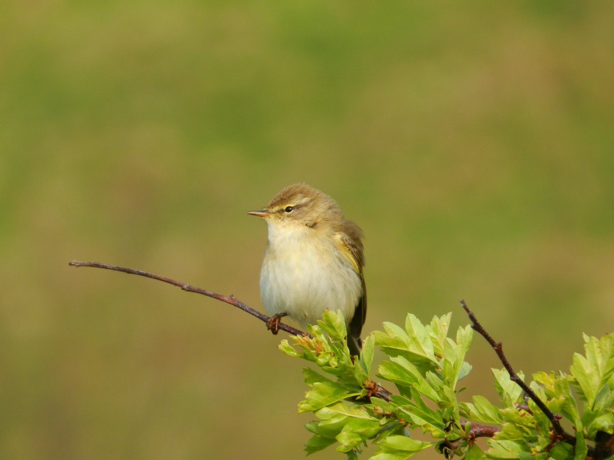 Spring is really in full flow now at Montrose Basin - look at all the Spring migrants that have recently arrived! We were watching a swallow and a sand martin flying over the salt pans yesterday, and today we heard our first willow warbler of the year. 🥰 #Spring