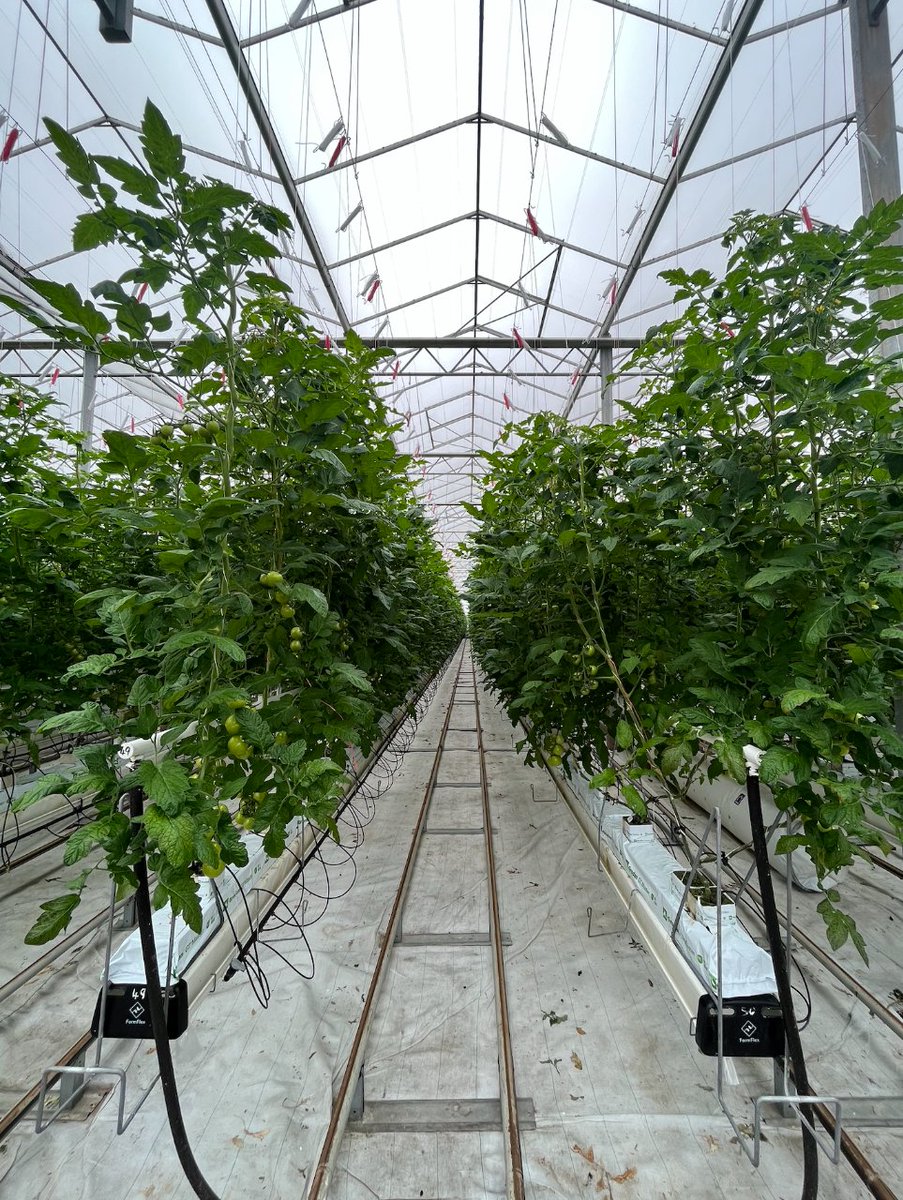 We can't wait to see the rows in the glasshouse filled with our beautiful red and juicy Sweet Red Balls! The wait is nearly over. 🍅

#sweetredballs #scottishborders #scottishtomatoes #familybusiness #hawick #familyfarm #growninscotland #standhillfarm #scottishfarm