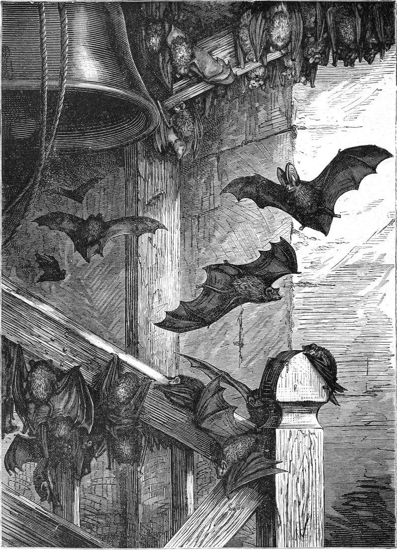 'Some wondered what drew so many bats to roost at Rooksmoor; yet for us dwellers, that is no mystery: after all, the Manor was built as a haven for the shunned, the strange, and the lost.' -The Archivist, 3rd Keeper. 🎨Unknown #DailySpookLore #31DaysOfHaunting #BookologyThursday