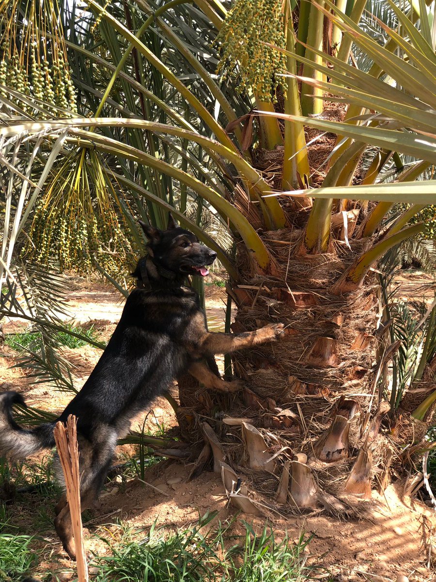 BugVape's tweet photo. إن بيع وشراء أشجار النخيل الحية هي  القناة التي كانت السبب في انتشار السوسة الحمراء، لقد انتقلت على شكل يرقات مختبئة داخل النخلة،  لمسافات شاسعة. https://t.co/4oa1dP1rrL