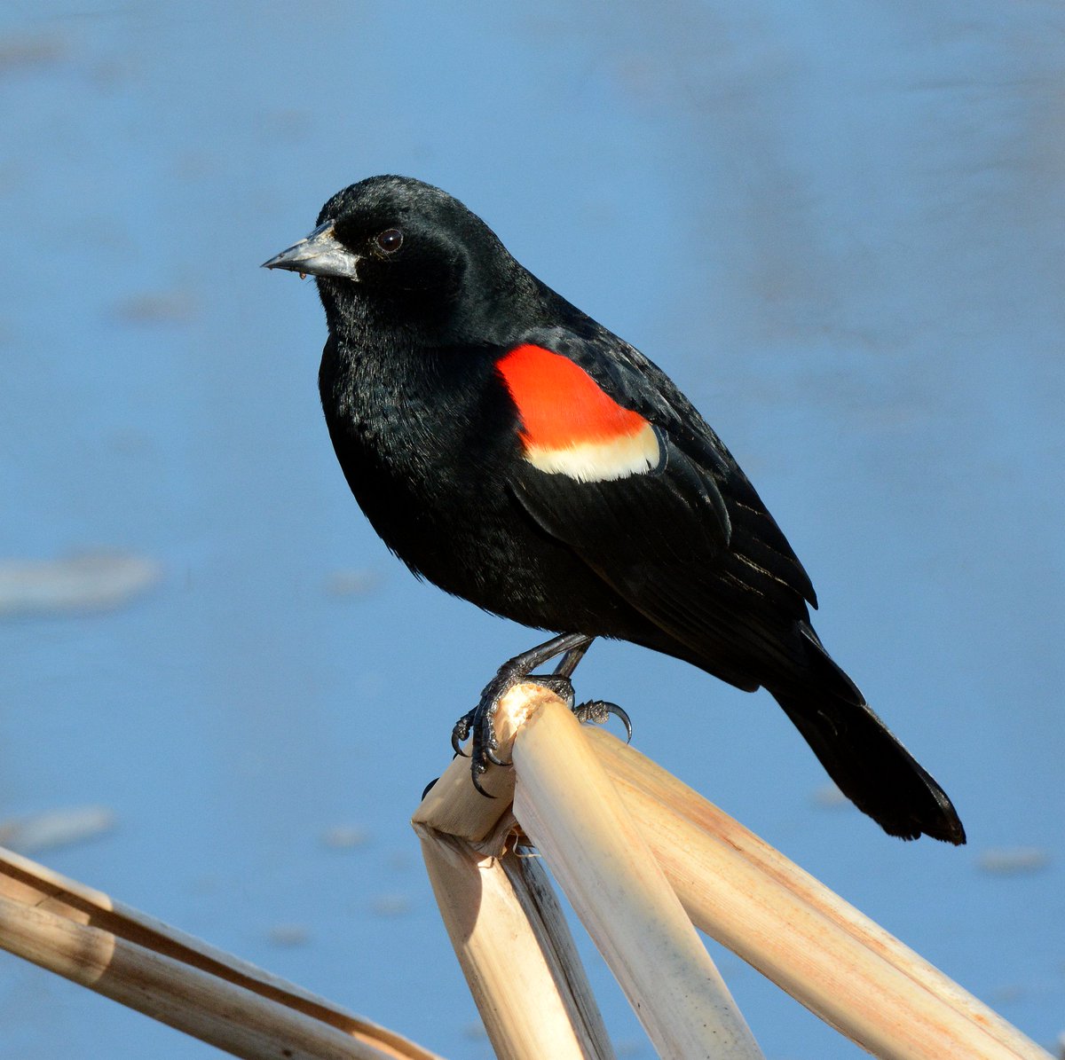 Have you seen any red-winged blackbirds lately? These birds can be found across much of the U.S. and Mexico year-round, but those that breed in parts of the north, including much of Canada can only be found in the summer. 📷 Jim Hudgins/USFWS