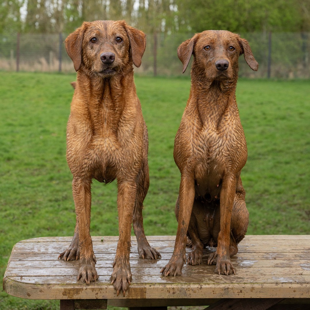 RuffTumbleCoats's tweet photo. Transform how you manage wet, muddy dogs with Ruff and Tumble Drying Coats.
SHOP: https://t.co/LlgafKglqi
#ruffandtumble #dryingcoats #bestdryingcoats #dogdrying #dogwet #dogcold #colddogs #wetdogs #smellydogs https://t.co/KIWNXPzJjm