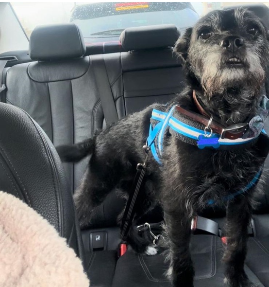 🐾In support of #NationalPetDay today we’re raising awareness of responsible pet ownership 🐶If you’re planning a journey with animals in your car, make sure they're restrained so they can’t distract you while you’re driving or cause injury if you need to stop quickly.